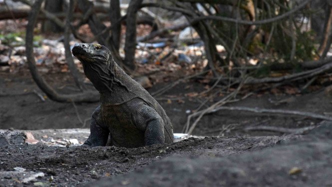 Pulau Rinca di Taman Komodo Nasional Terbakar, Penyebab Belum Diketahui