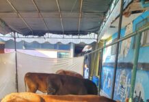 Majelis Taklim Al-Muslim Gelar Ibadah Qurban, Semangat Warga RW 06 Sukajadi Semakin Meningkat