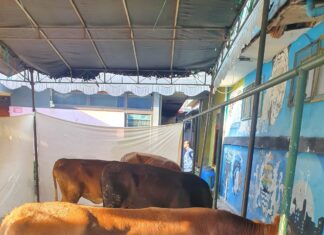 Majelis Taklim Al-Muslim Gelar Ibadah Qurban, Semangat Warga RW 06 Sukajadi Semakin Meningkat